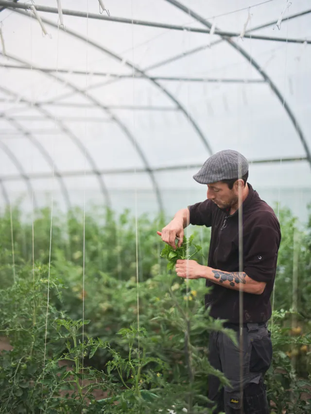 Photo de reportage dans une serre à tomates
